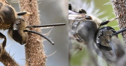Lasioglossum nigripes